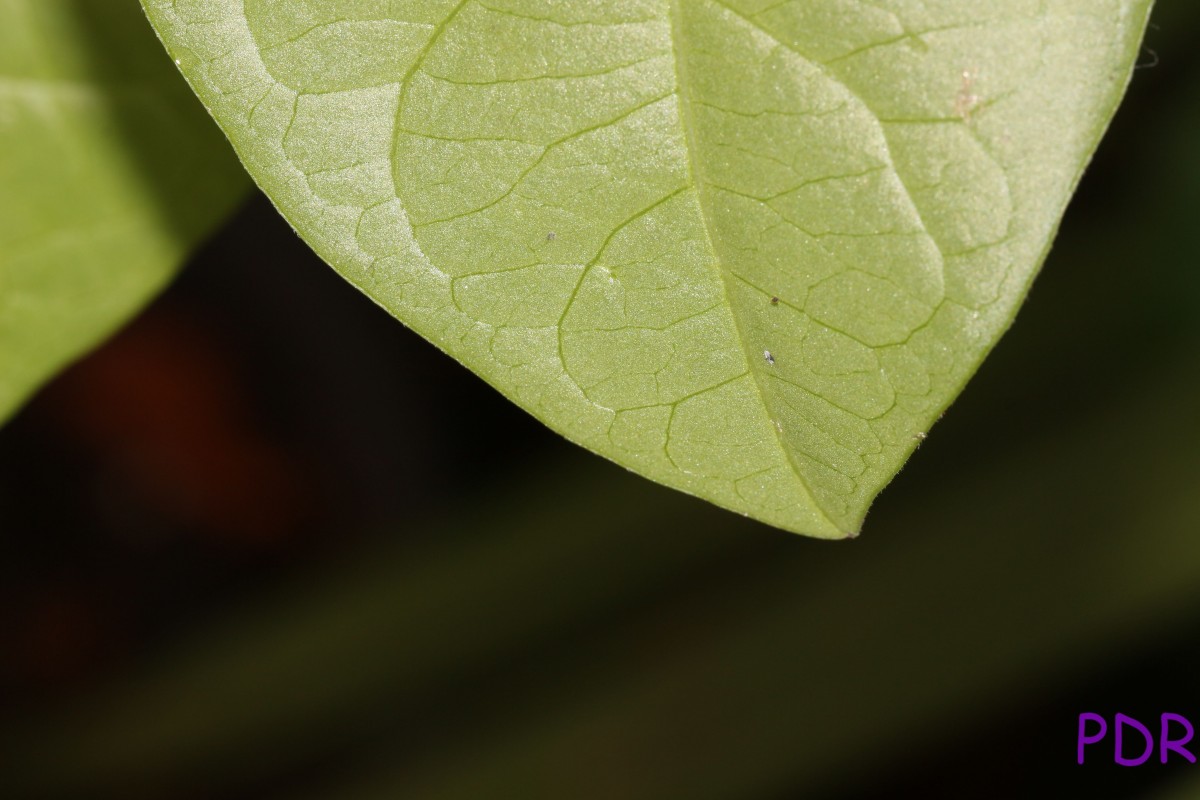 Passiflora suberosa L.